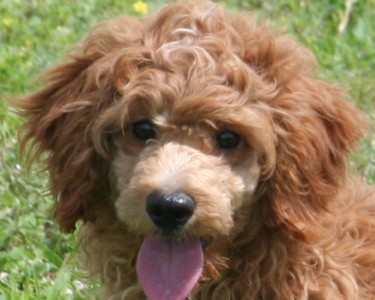 Miniature poodle puppy